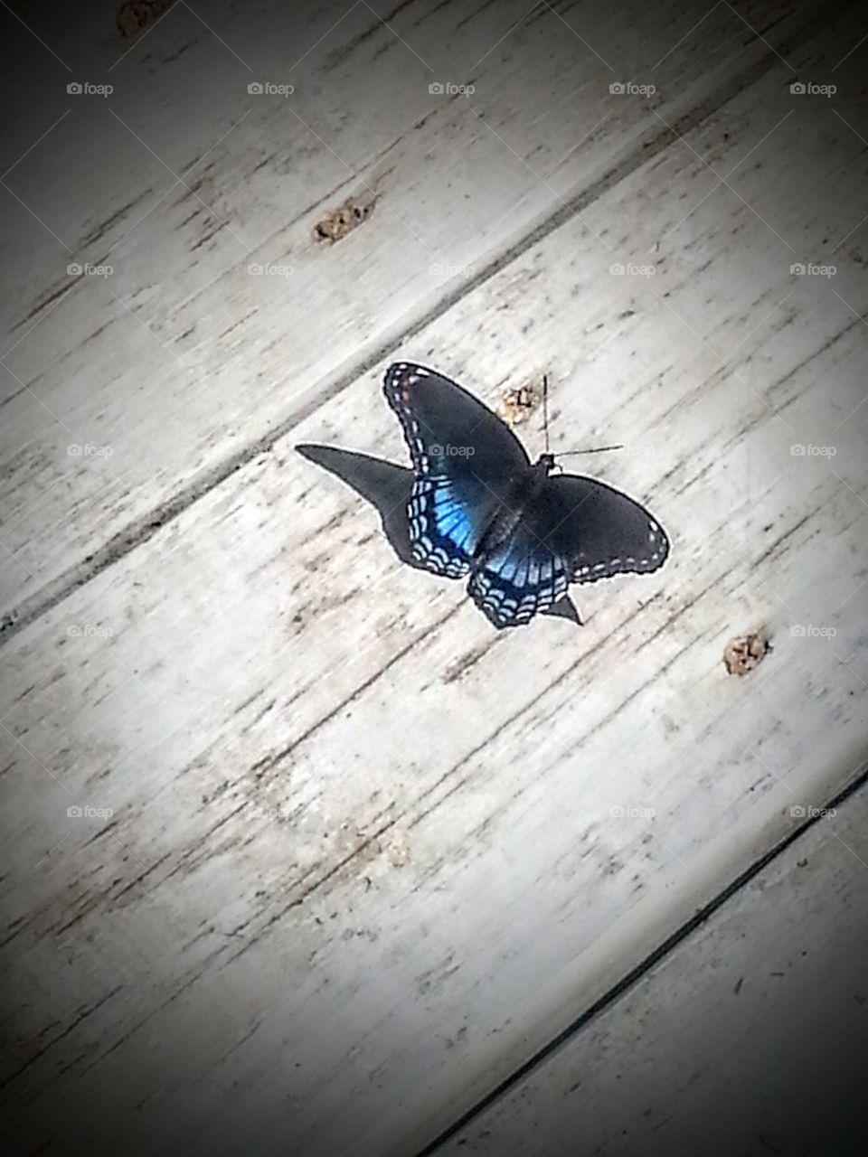 Butterfly Beauty. Beautiful blue butterfly in Rockbridge, Ohio.