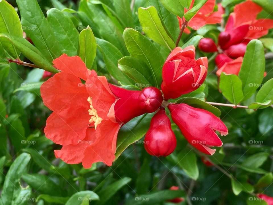 Blooming Pomegranate 