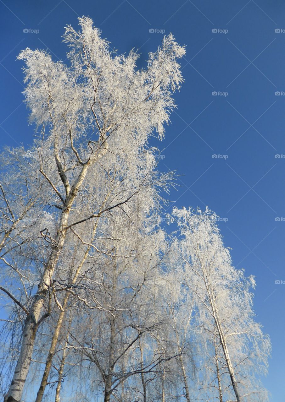 Overhead view of frozen trees