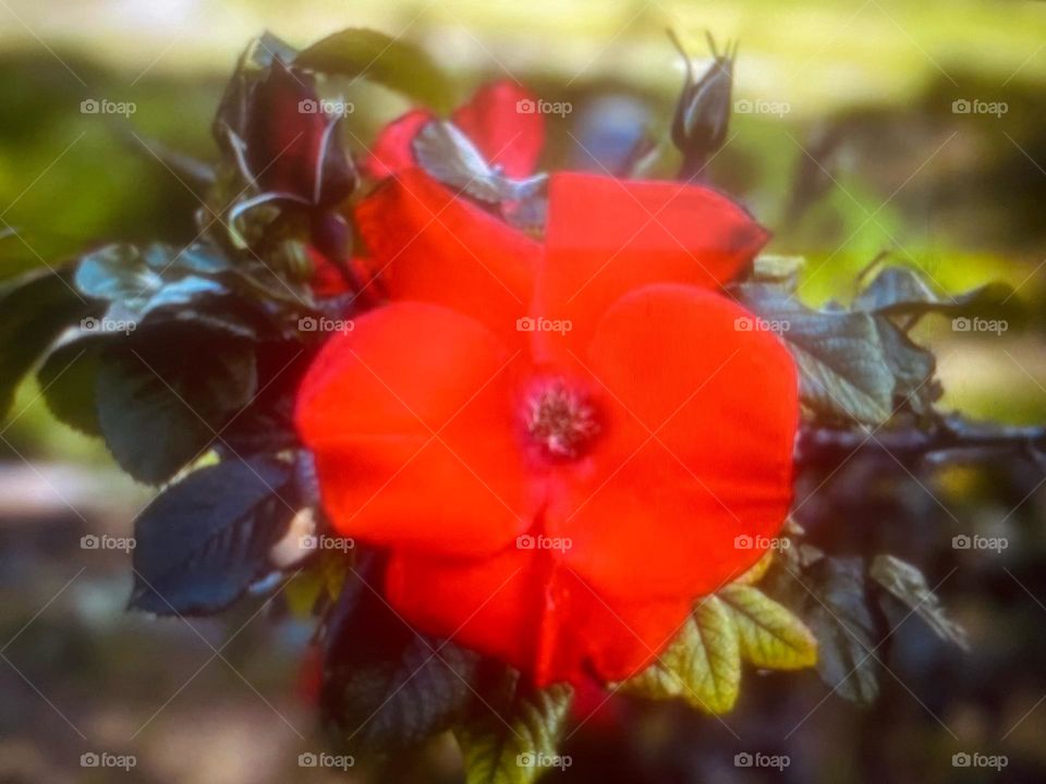 A beautiful close up shot of a red flower 