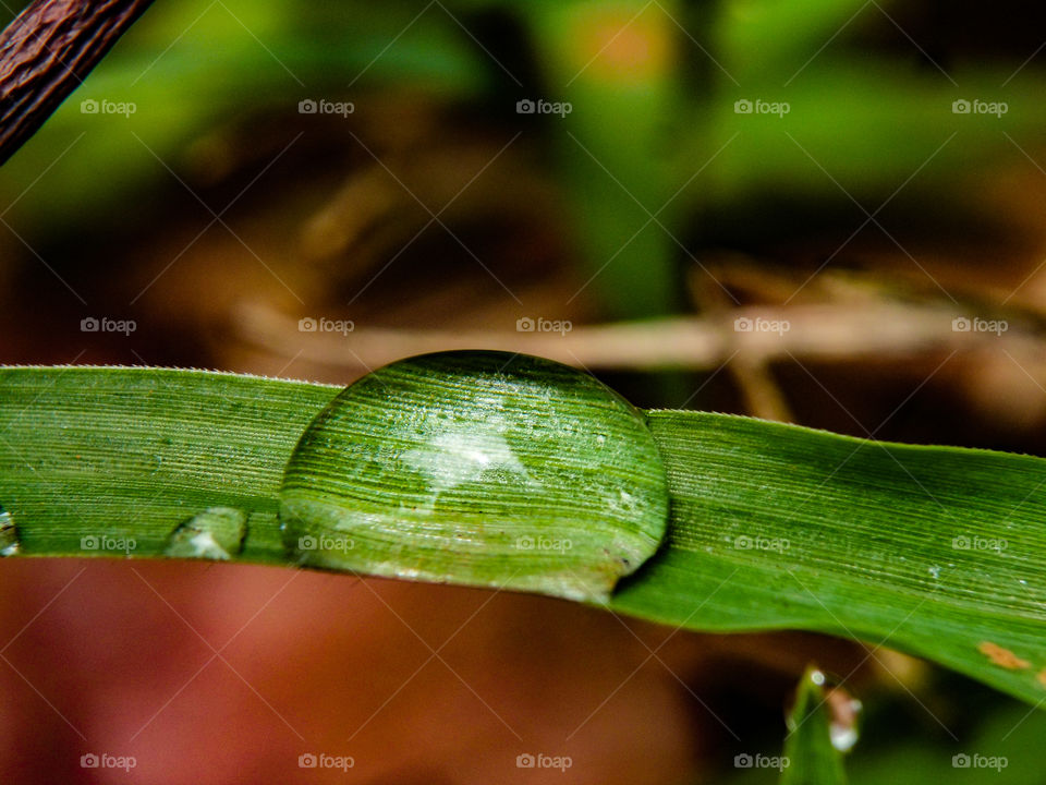 water droplet on a blade of grass