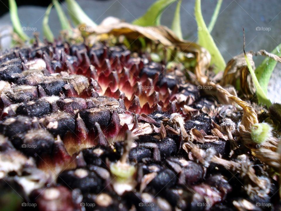 SUNFLOWER SEEDS IN PLANT