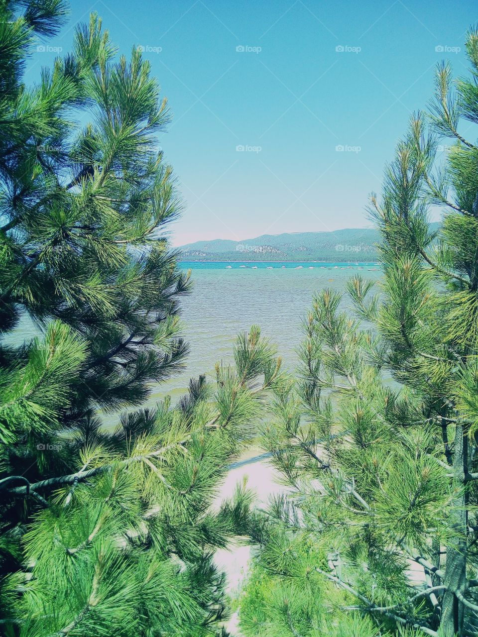 A peek from behind the pine trees , that shows the Beautiful Waters and Mountains In South Lake Tahoe.