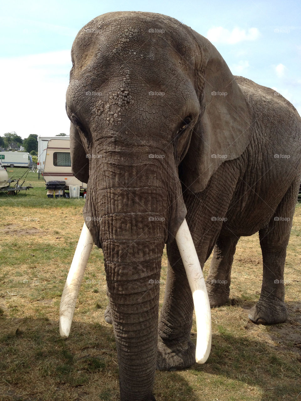 animal mammals animals denmark by jespersn