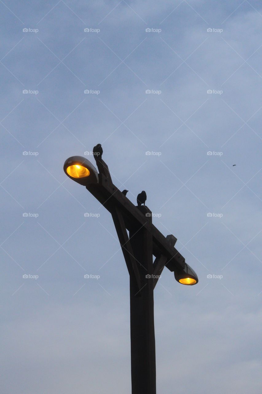 Birds on a Street Lamp