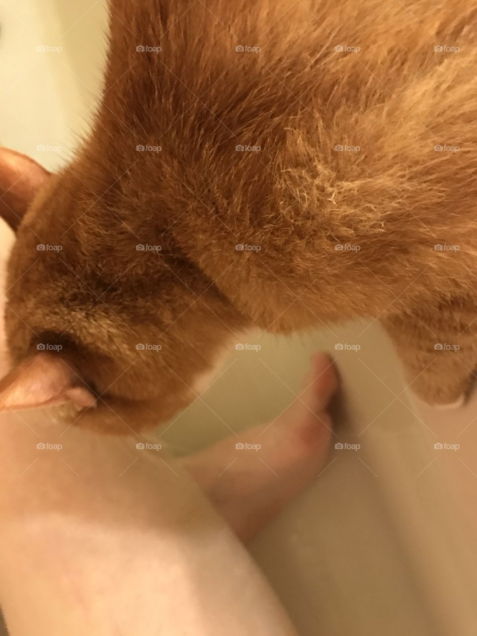 Cat drinking my bath water