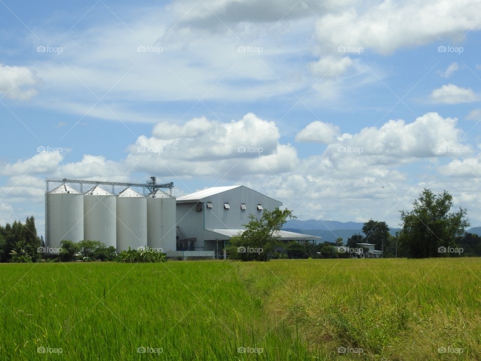 factory and rice fields