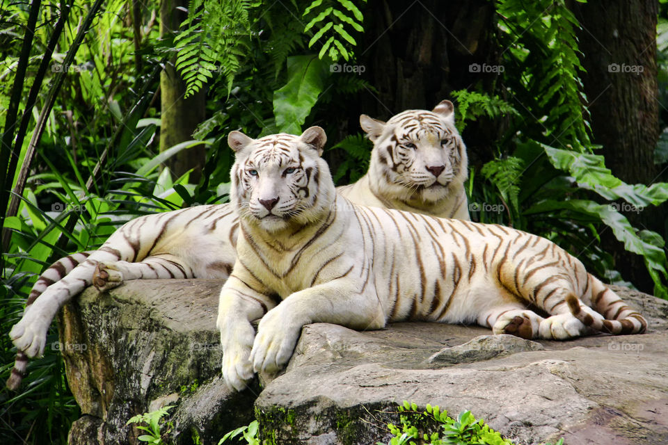 White Tiger's