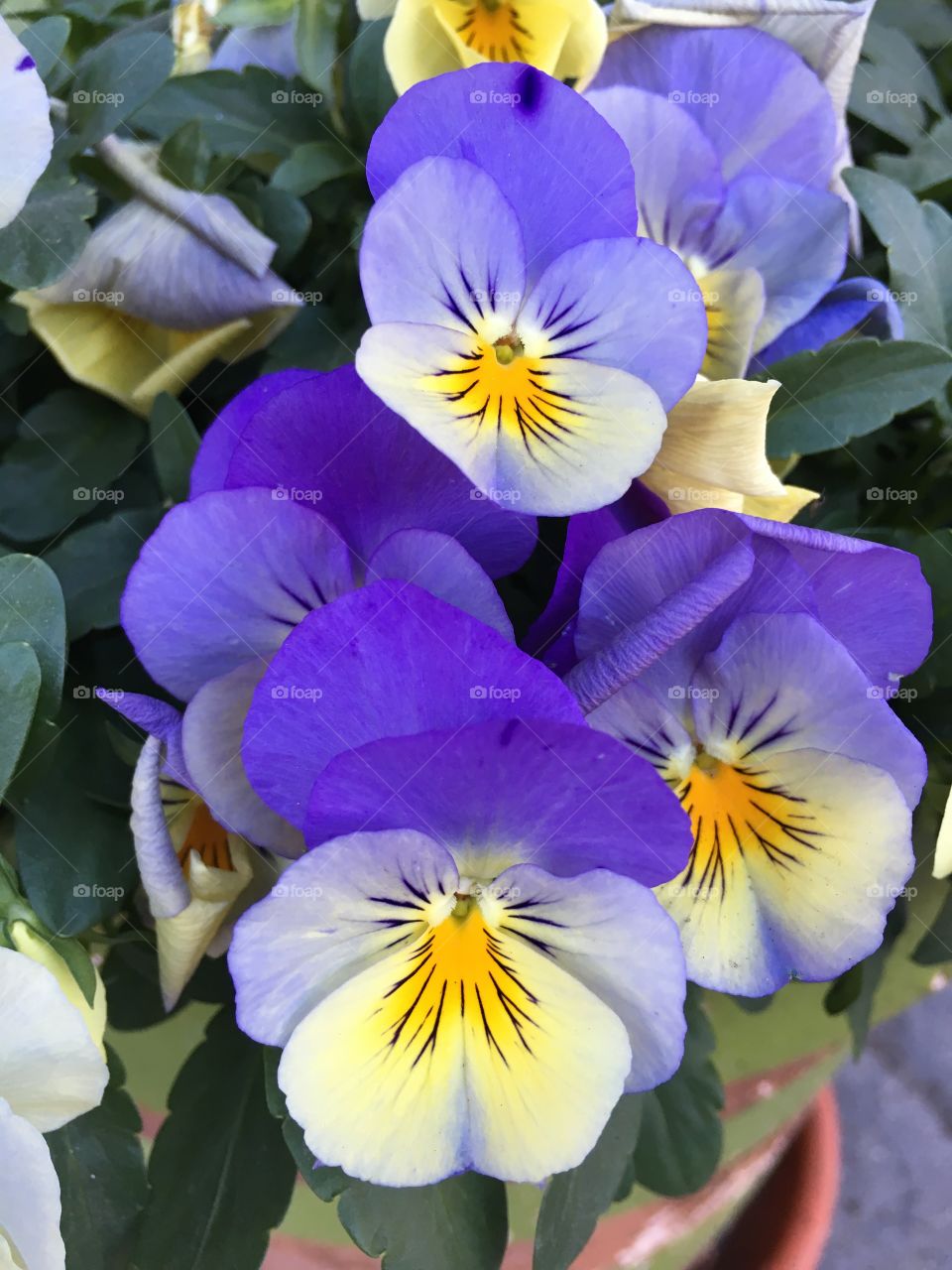 Pansies 