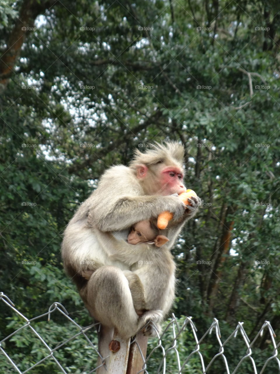 mother and baby monkey