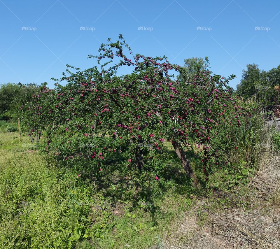 plums tree (original)