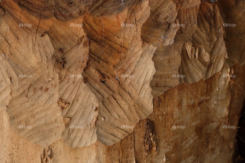 Close up beaver teeth marks 