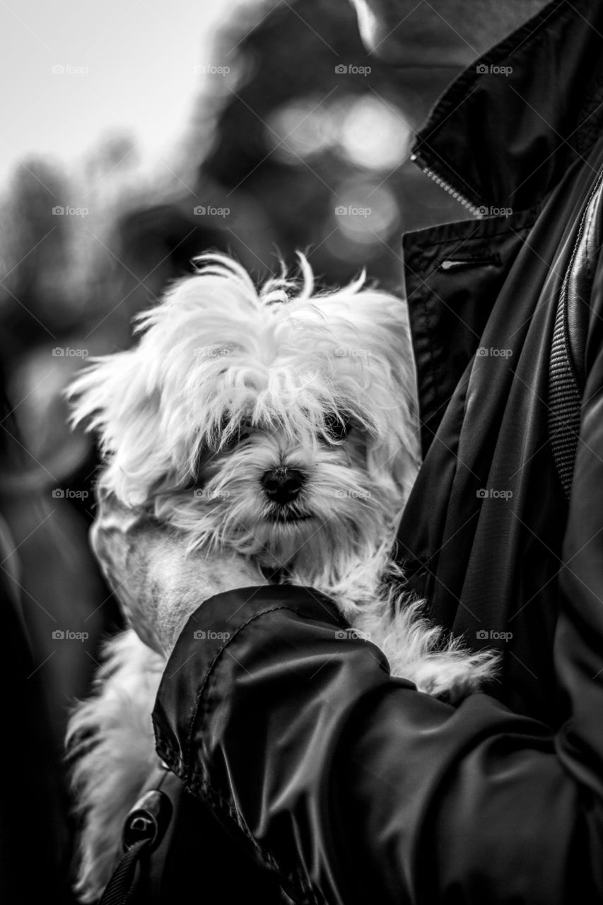 A strong black and white portrait of a small white dog being held by its owner. maybe its tired or their is to big of a crowd for it to walk by itself.