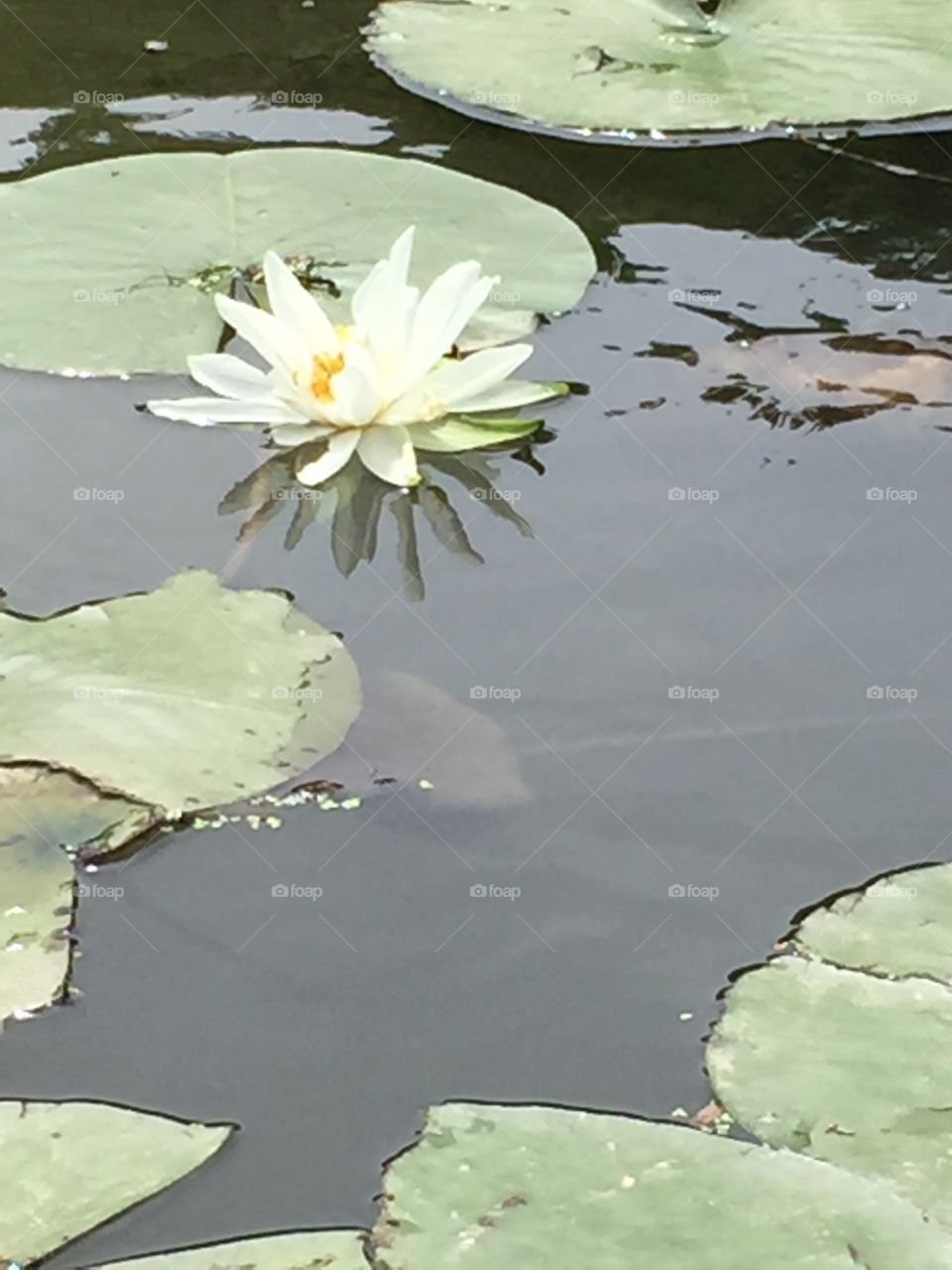 Morning lotus on the lake 