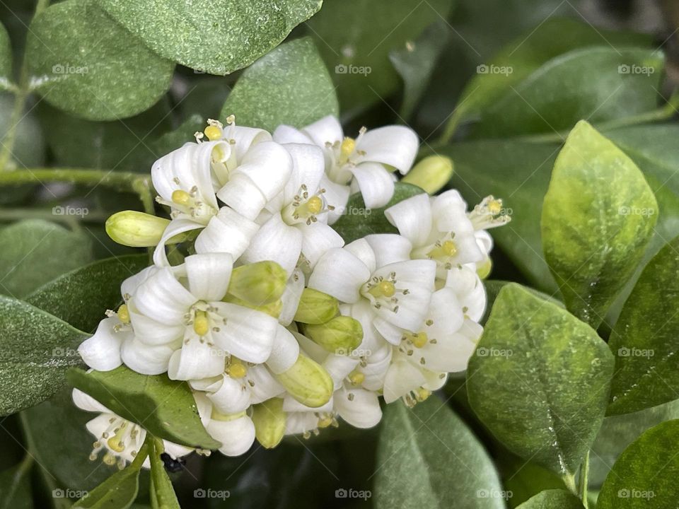 Small white flowers in a sea of green leaves.