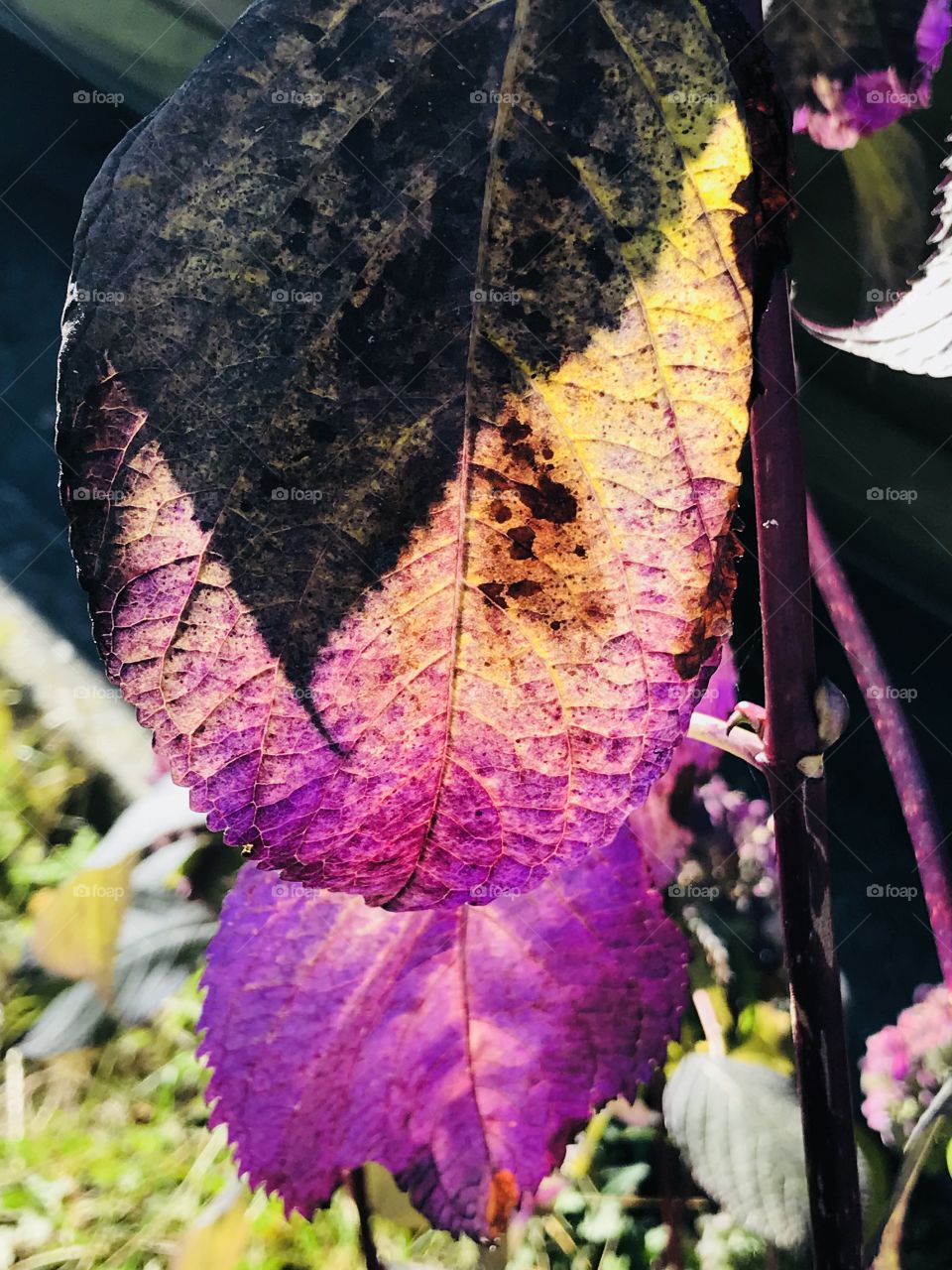 Purple leaf in shadow 