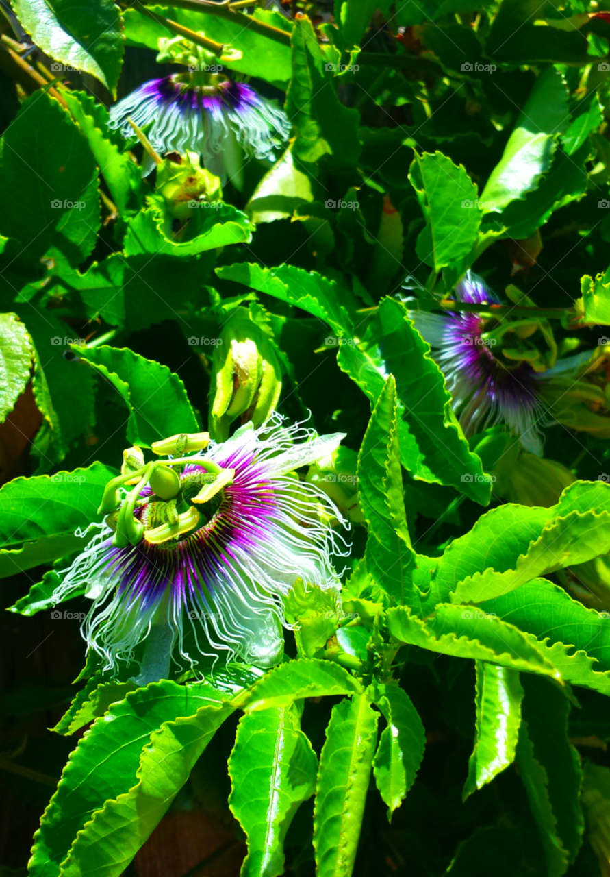 "Passion Flowers"