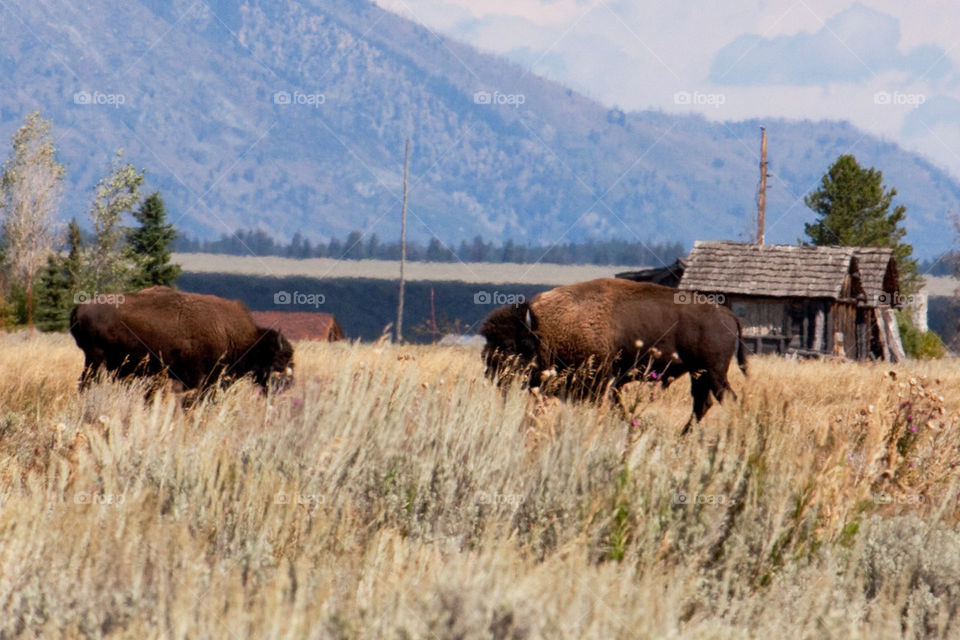 Bison grazing in grass