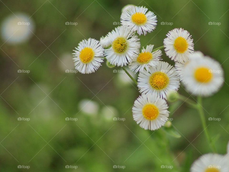 White and yellow flower blooming in garden
