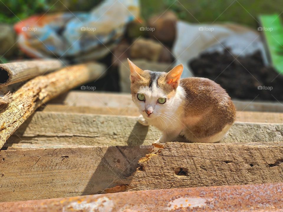 A little kitten looking up.