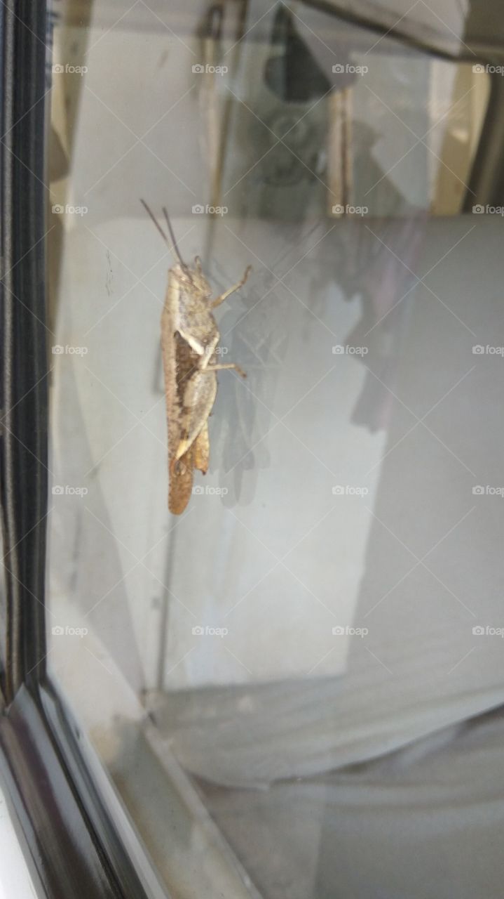 grasshopper in mirror its so nice