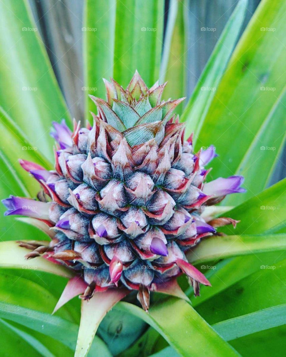 pineapple garden colorful home grown sweet delicious produce Hawaii