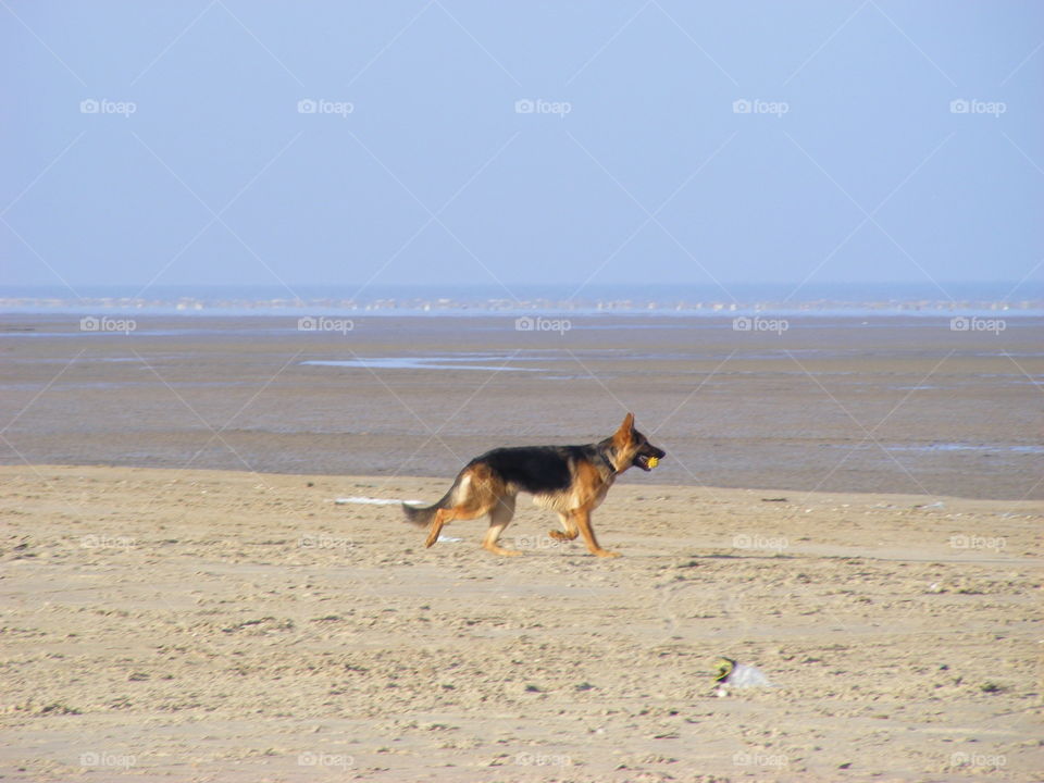 German Shepherd Dog GSD on the sand beach
