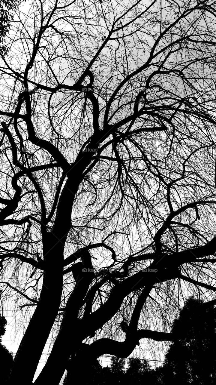 Monochrome branches