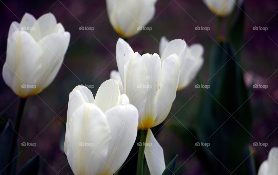 Close-up of white tulips blooming outdoors in Berlin, Germany.