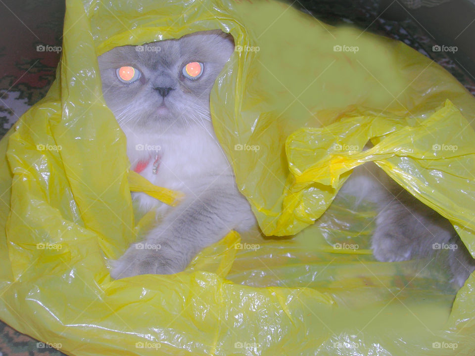 The cat in the package