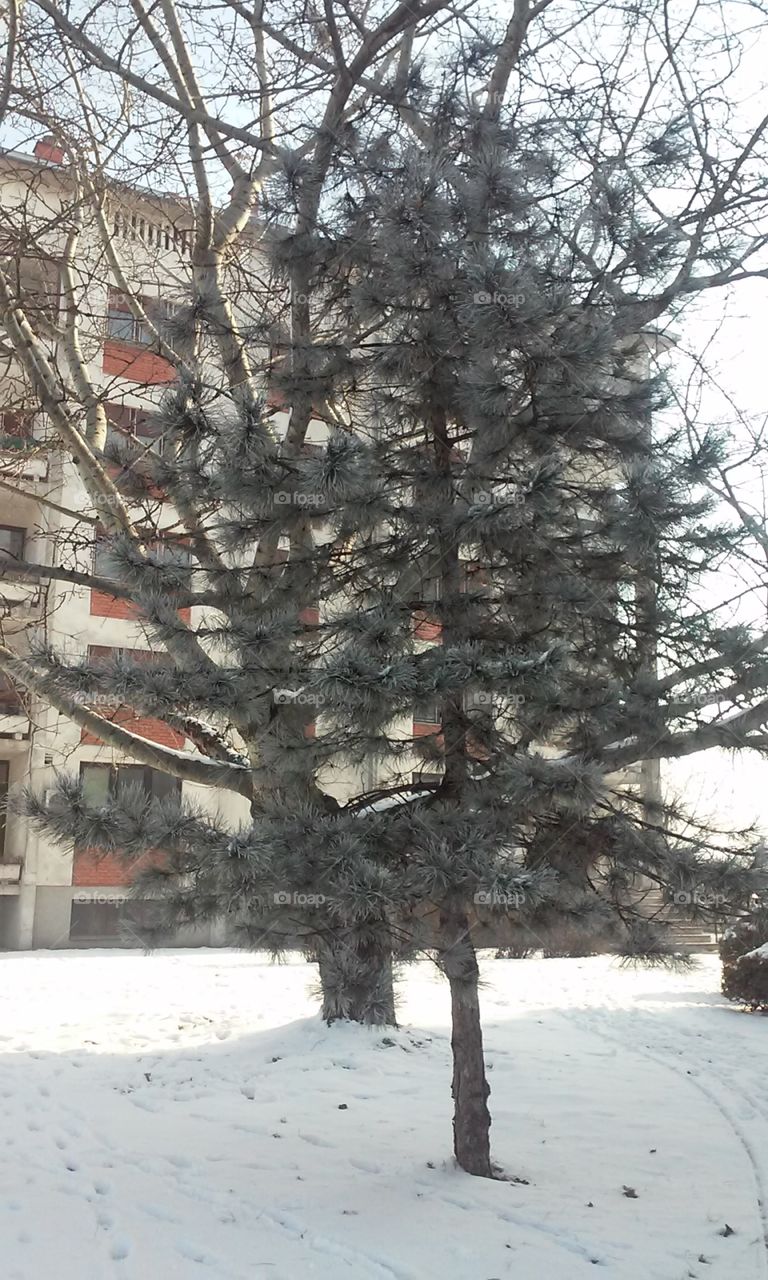 #tree#snow
