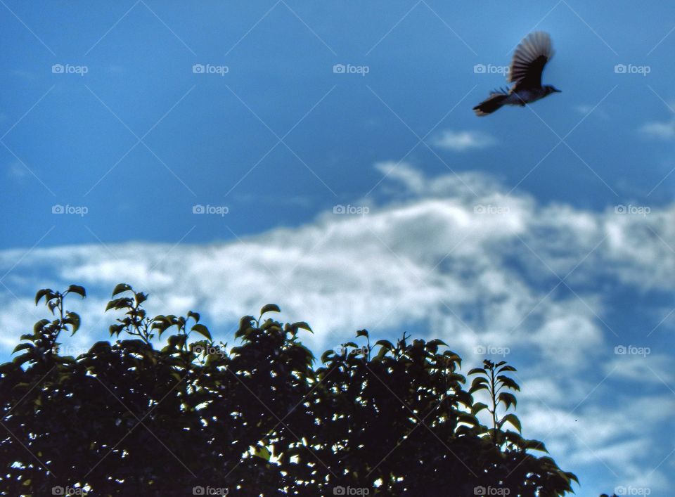 blue jay flying from tree top wings spread