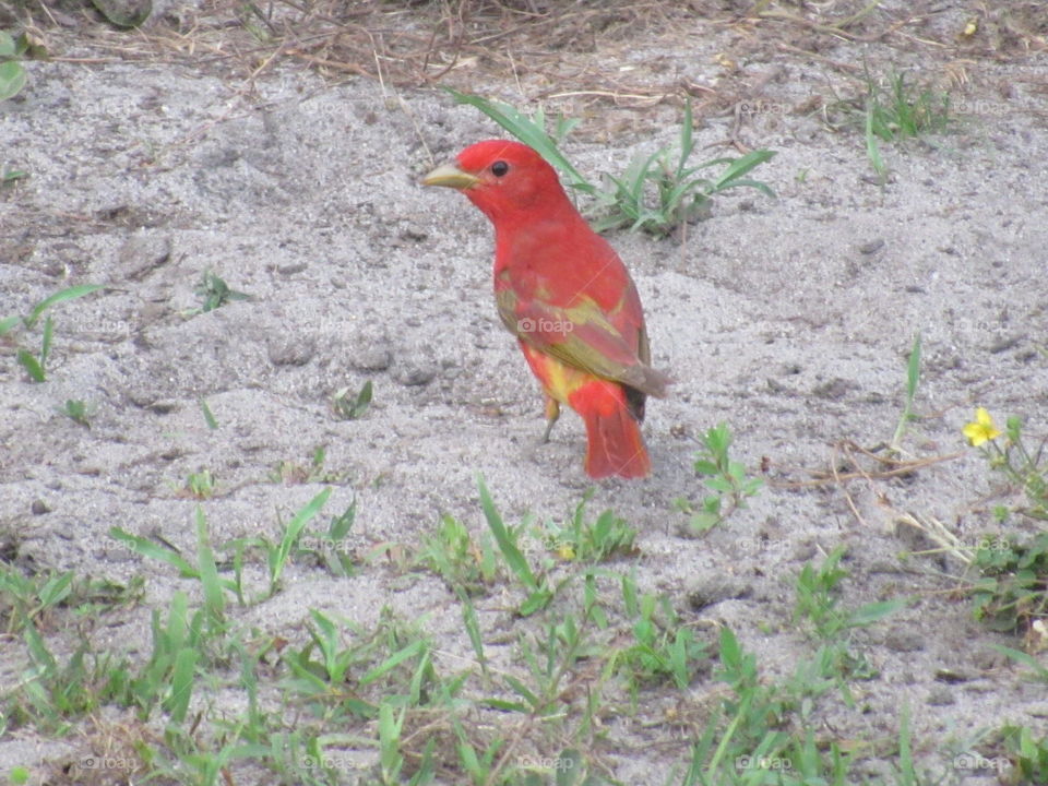 Summer Tanager