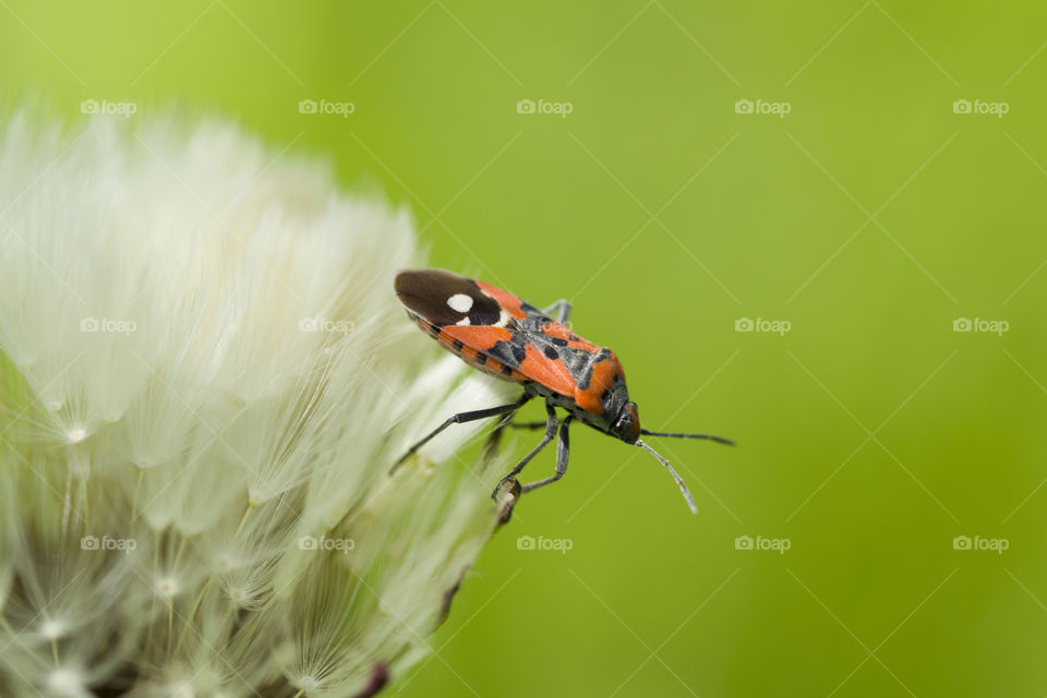 Red insect (Spilostethus Pandurus) in dandelion. Close-up