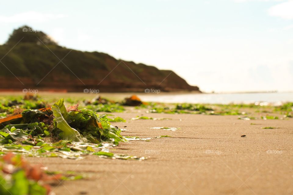 Seaweed littering a beach