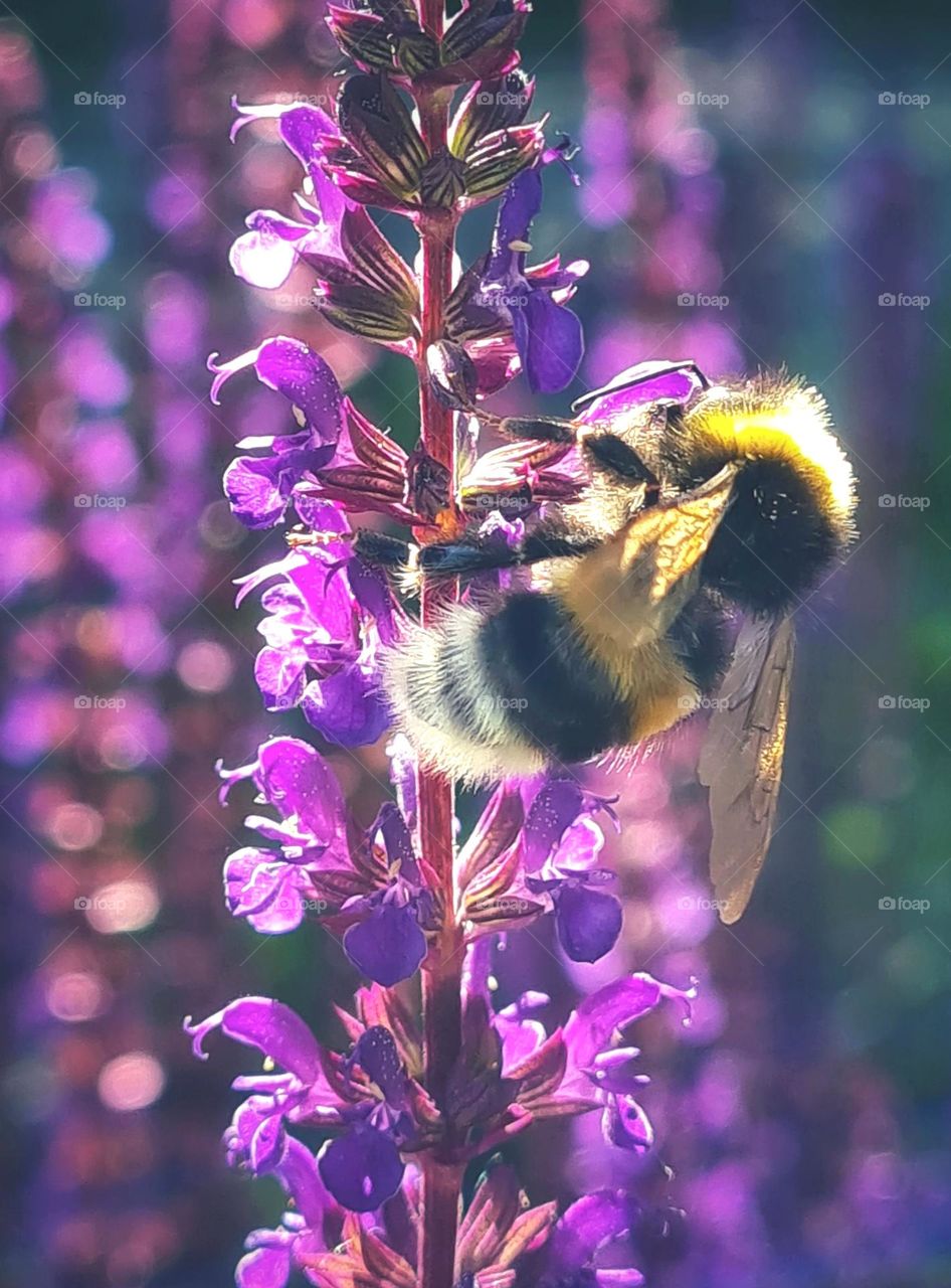 Happy bee