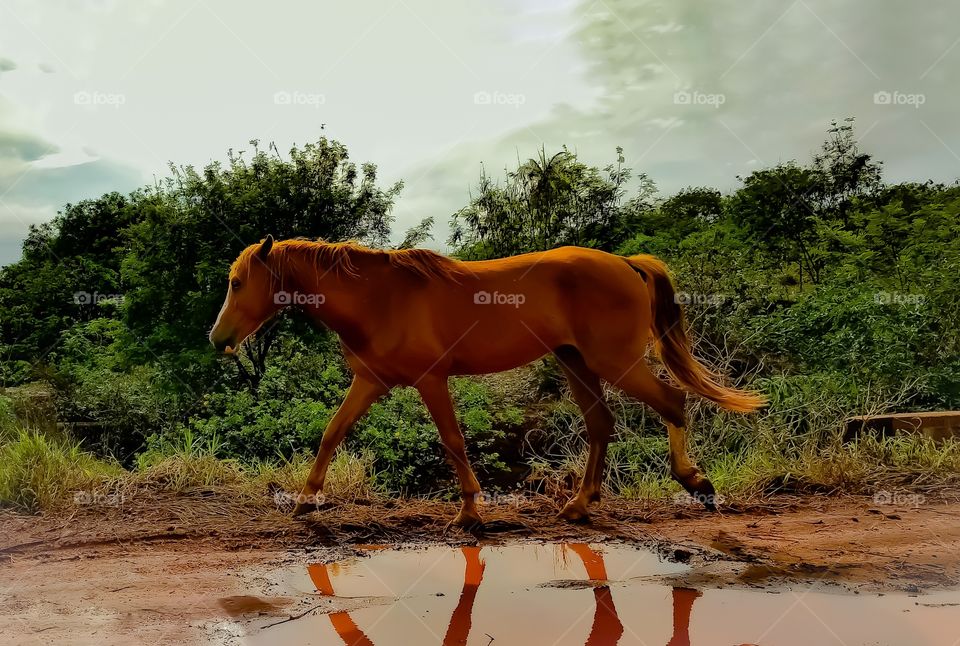 Solitary Horse