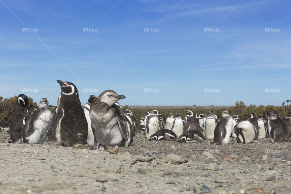 Pinguenera Faro Cabo Virgenes.