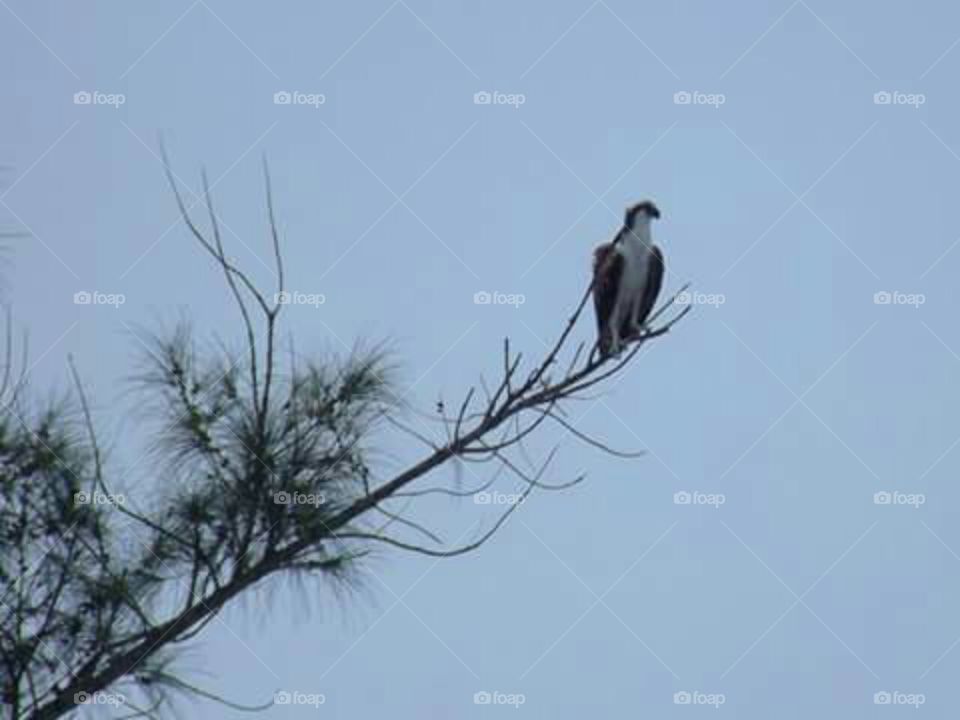 Osprey looking over Gulf of Mexico