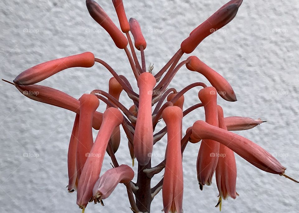Cactus flowering 