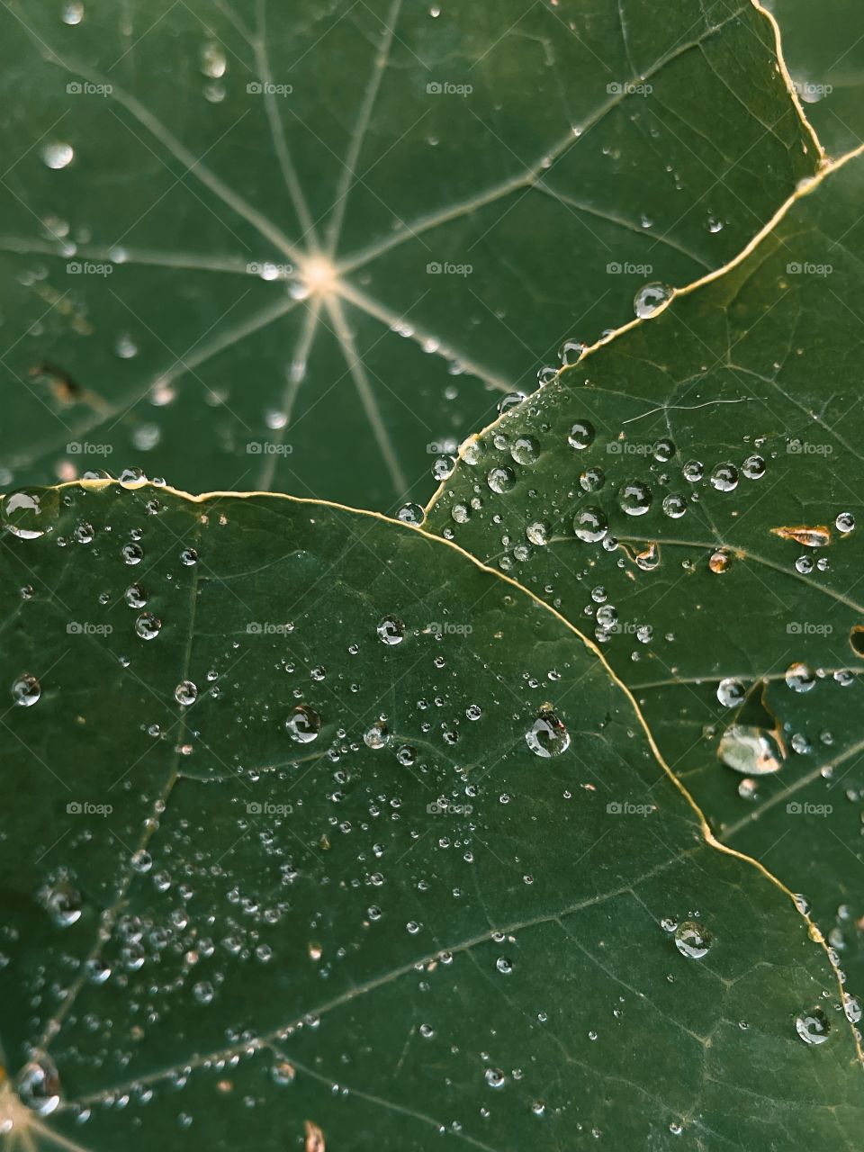 Water droplets bubbles splashes raindrops waterdrops plant green leaves leafs greenery botany phone photography rain shower rainy dew dewdrops wet outdoors nature storm 