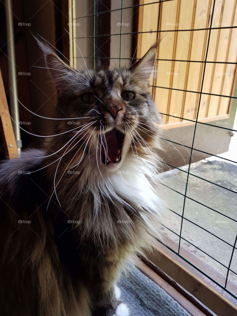 Maine coon cat, Tyson 😍