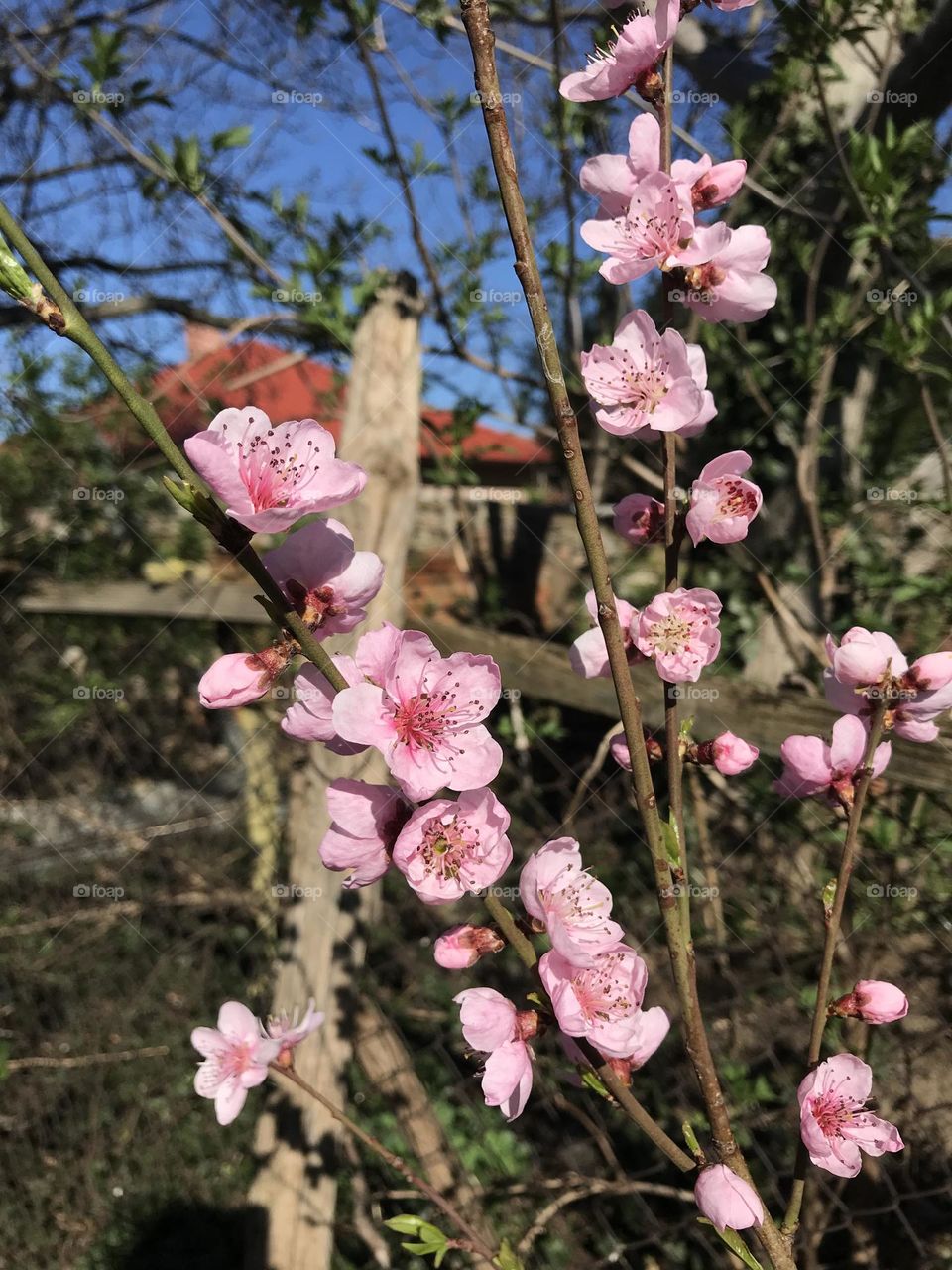 Spring buds and blooms on a tree