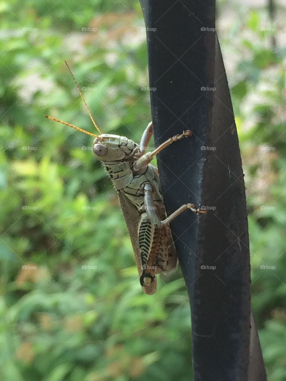 Grasshopper close up 