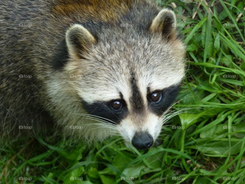 Raccoon 

