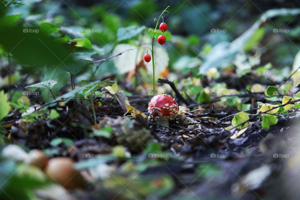 fly agaric and red berries