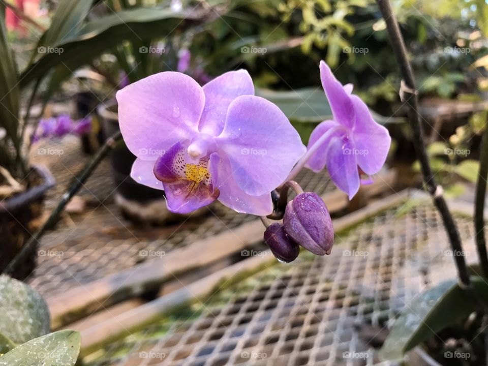 Beautiful colorful up close photograph of purple orchids in a unique rooftop greenhouse