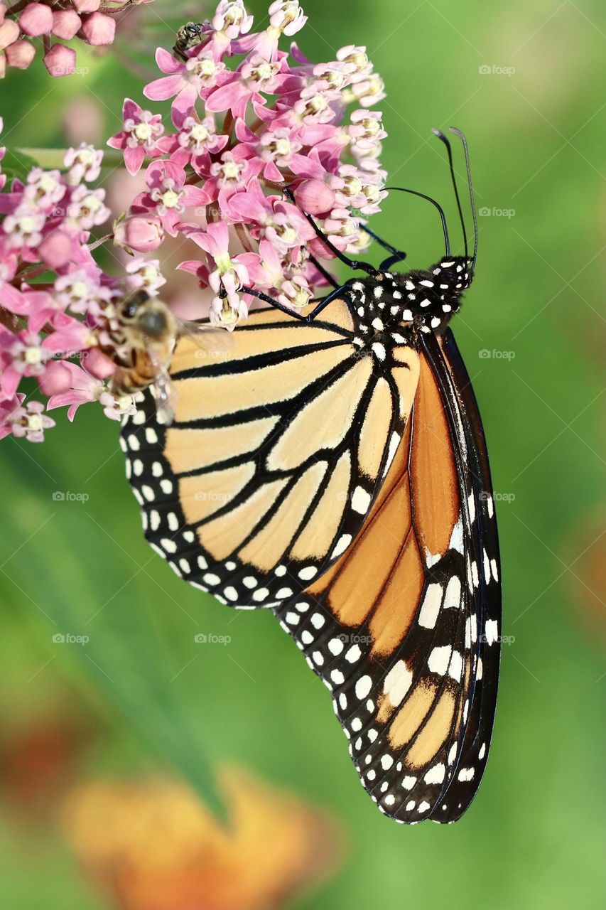 Monarch butterfly hanging from a milkweed flower