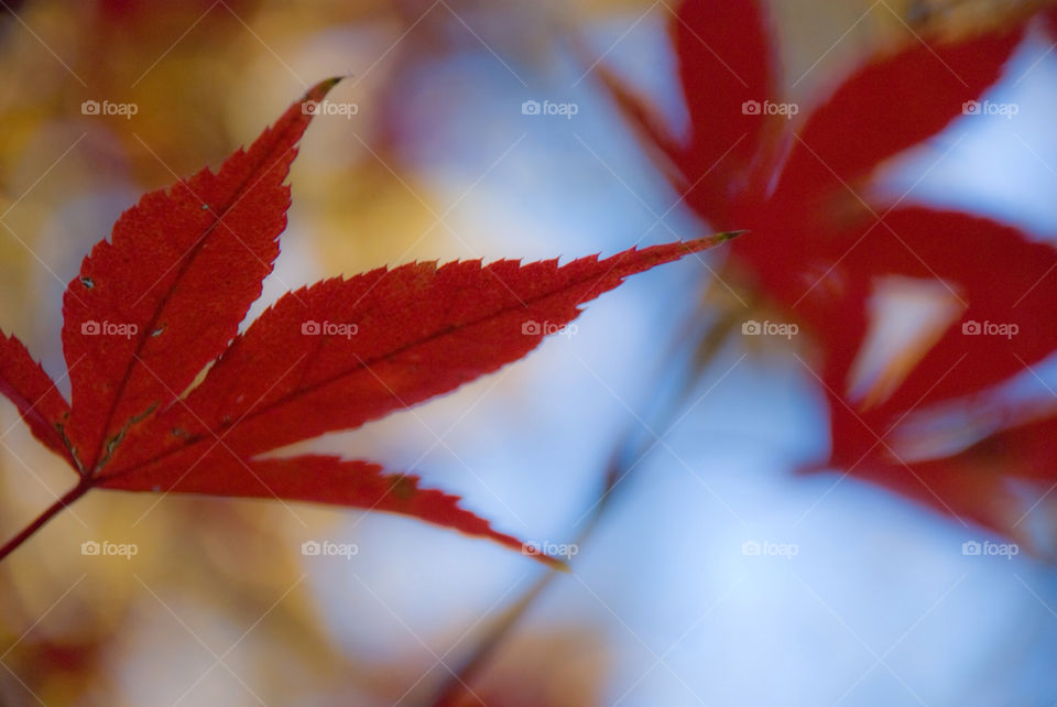 tree sunny leaf fall by jbdc