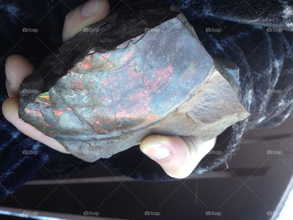Raw Ammolite from Alberta 